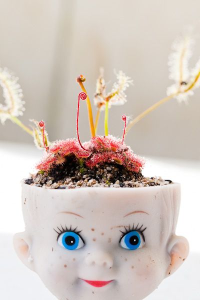 Carnivorous sundew plants in a doll head planter