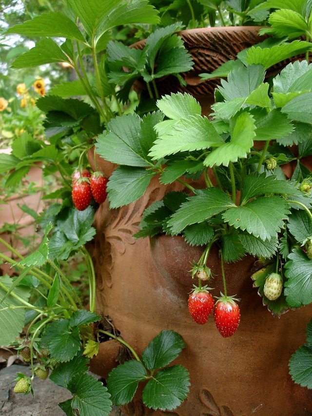 A Strawberry Jar