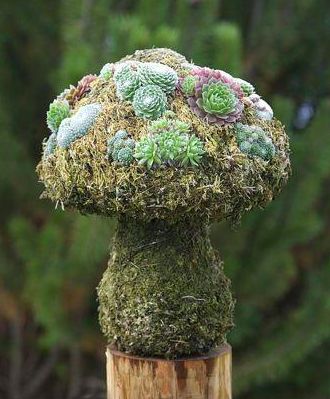 Succulent Mushroom