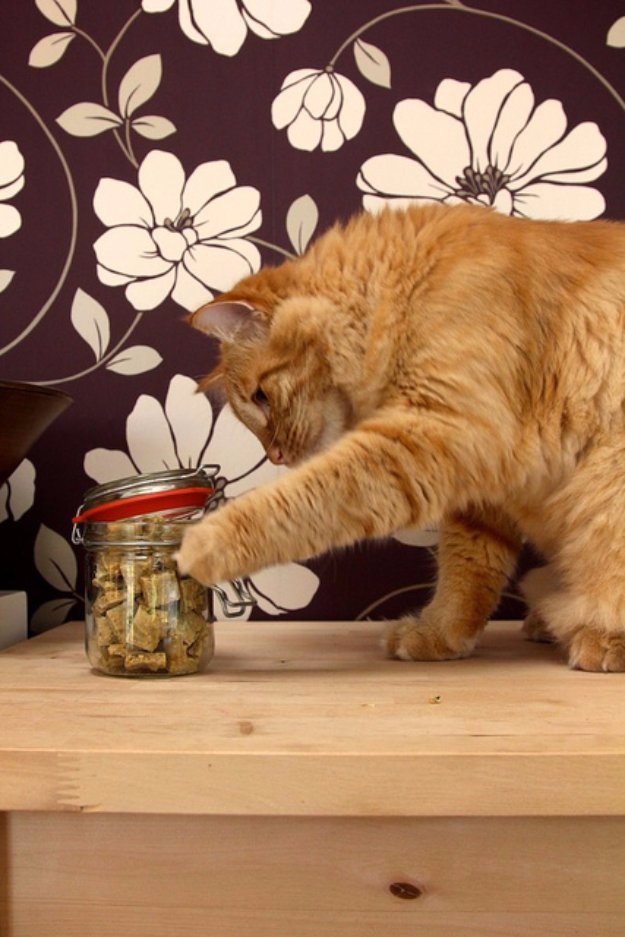 Chewy Cat Treats