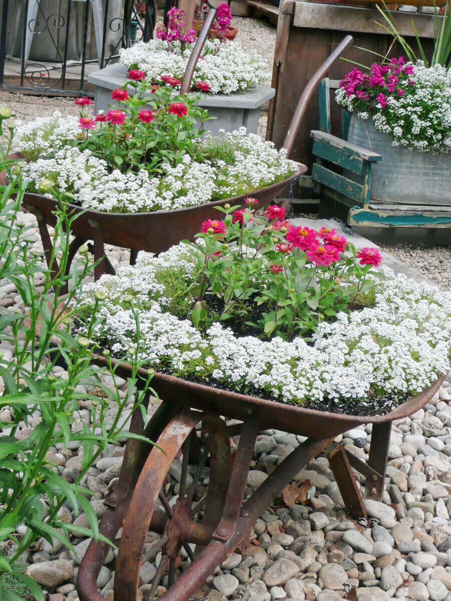 Old Wheelbarrows with Two Tone Flowers
