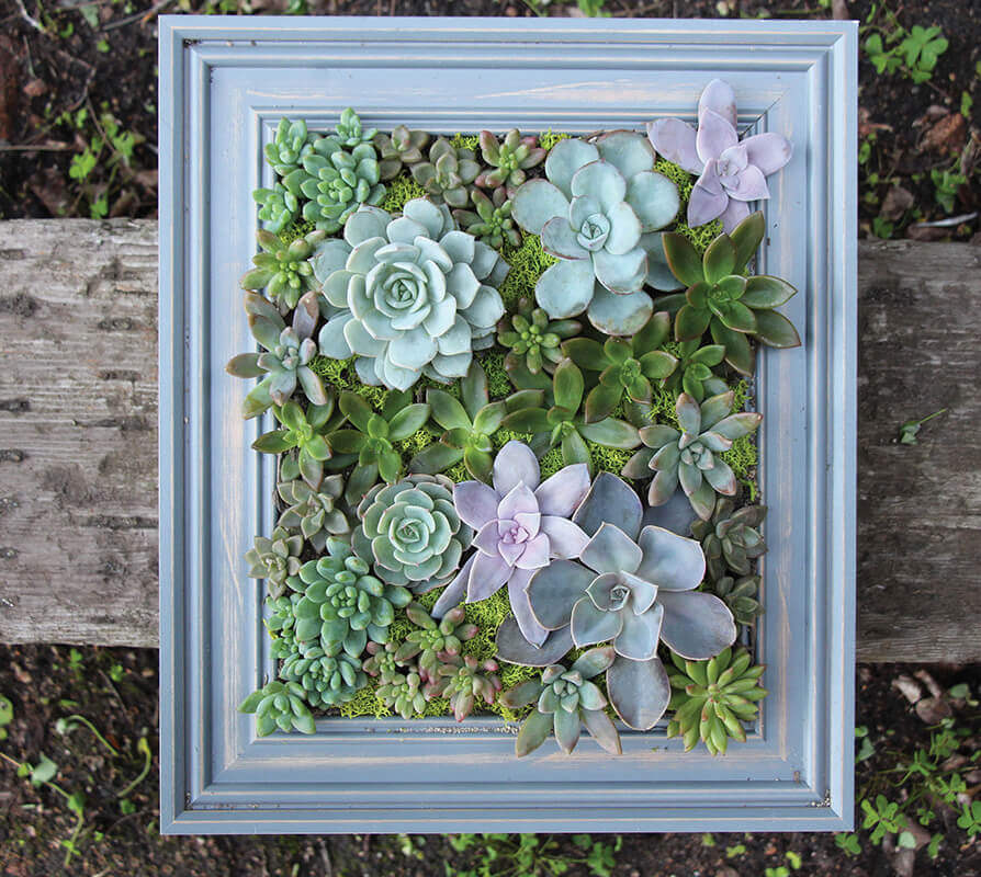 Make a Frame with Pretty Succulents