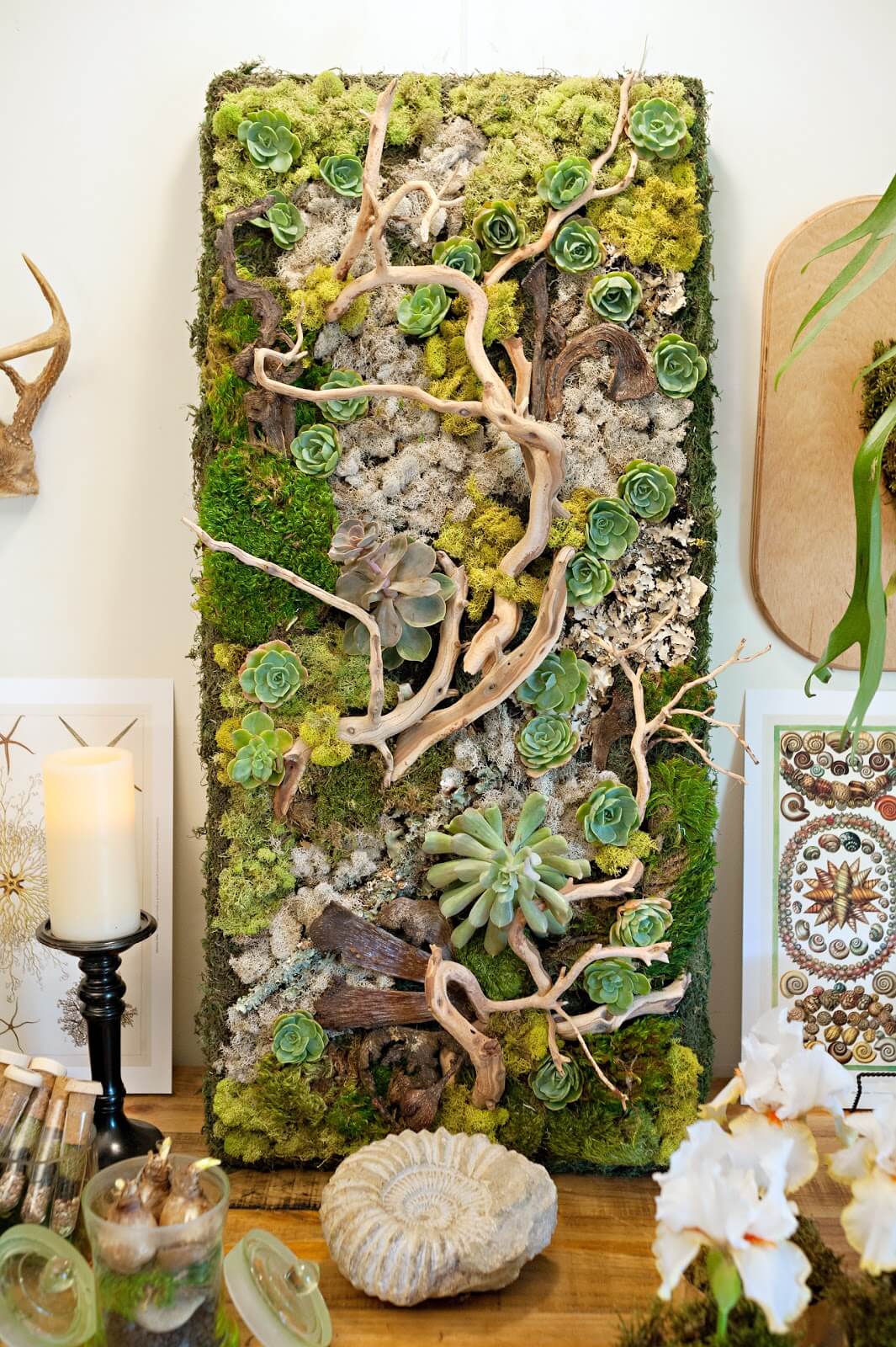 Embellished Wall Panel Showcases Succulents and Driftwood