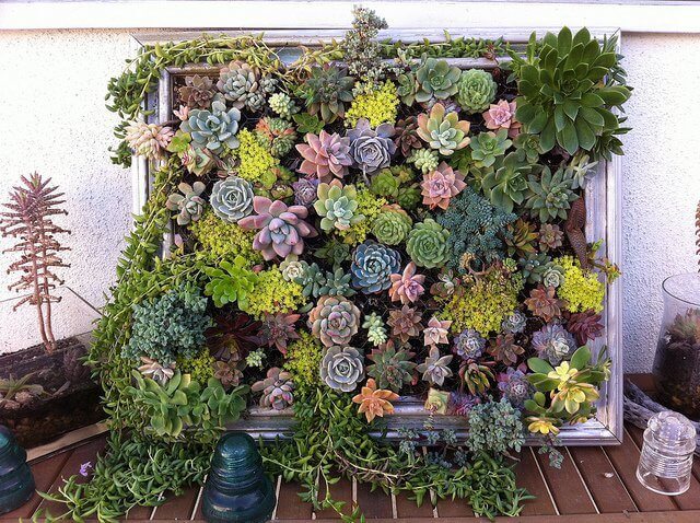 Lush Succulents in a Standing Frame