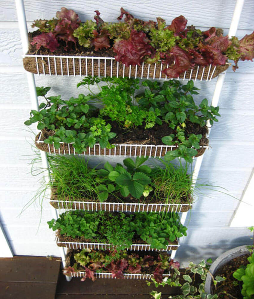 Hanging Vegetable Garden with Lettuce and Strawberries