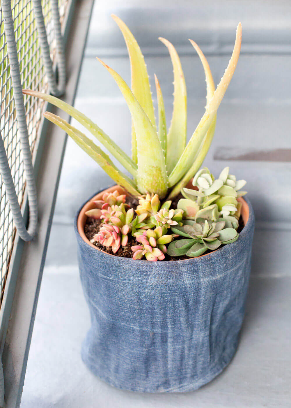 Your Plants’ Favorite Pair of Jeans