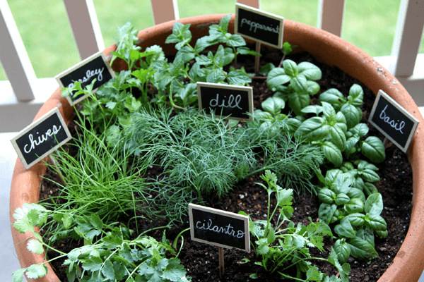 One Pot Herb Garden