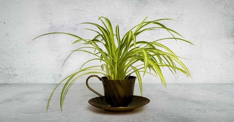 According to the landmark NASA Clean Air Study, spider plants remove about 90 percent of formaldehyde (commonly found in household adhesives and grouts) from the air, in addition to odors and fumes. This one is a total must-have if you can’t.stop.remodeling.