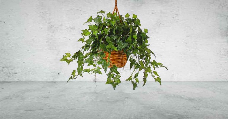 We love the look of English Ivy, but it’s not just a pretty face. According to research from the American College of Allergy, Asthma, and Immunology, the climbing vine removes airborne mold.