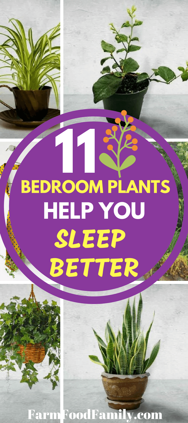 There’s a simple fix that can make your bedroom more beautiful and more zzzz-inducing in one fell swoop. These 11 common houseplants can improve your nights and beautify your space.