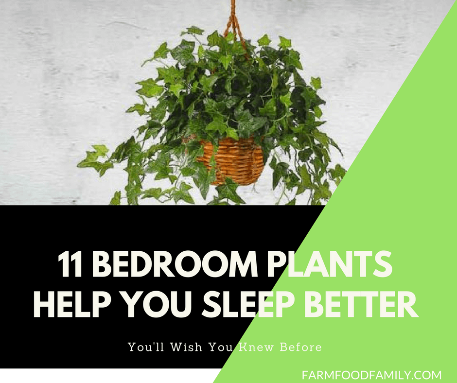 11 Bedroom Plants That Help You Sleep Better Every Night