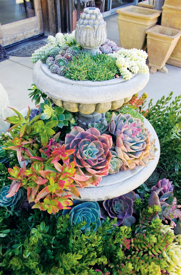 57+ Best Succulent Garden Ideas and Designs With Tutorials (PICTURES)