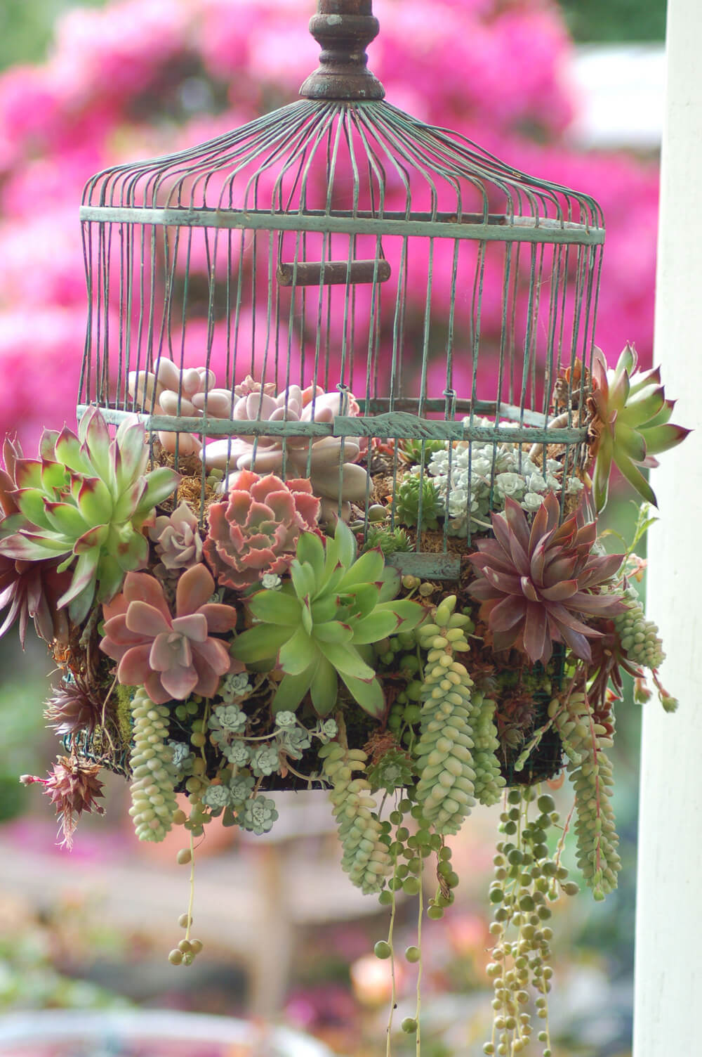 Succulent Garden Ideas: Caged But Wonderfully Free