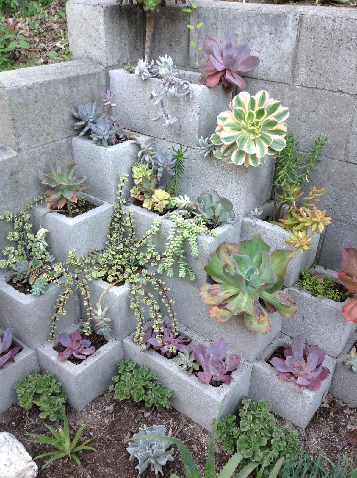 Succulent Garden Ideas: Cinder Block Garden