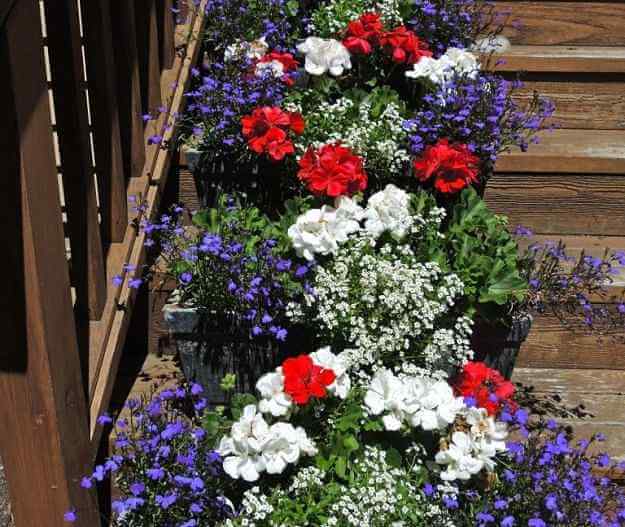 Red, White, And Blue Plants