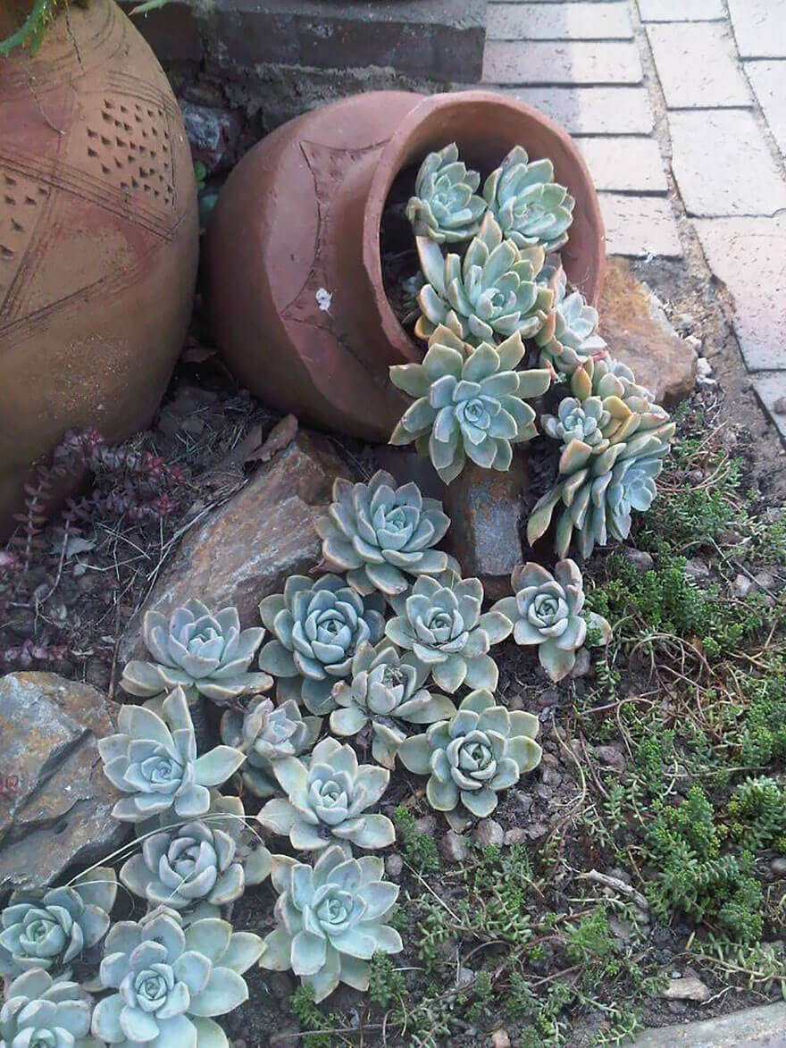  Succulents Tipping from a Planter