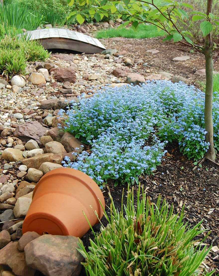 Blue Flowers in a Dry Creek Bed