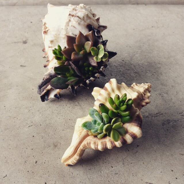 Easy DIY Seashell Succulent Container