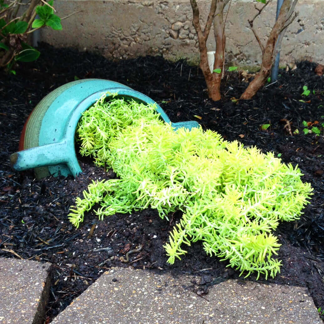 Greenery Tipping from a Blue Planter