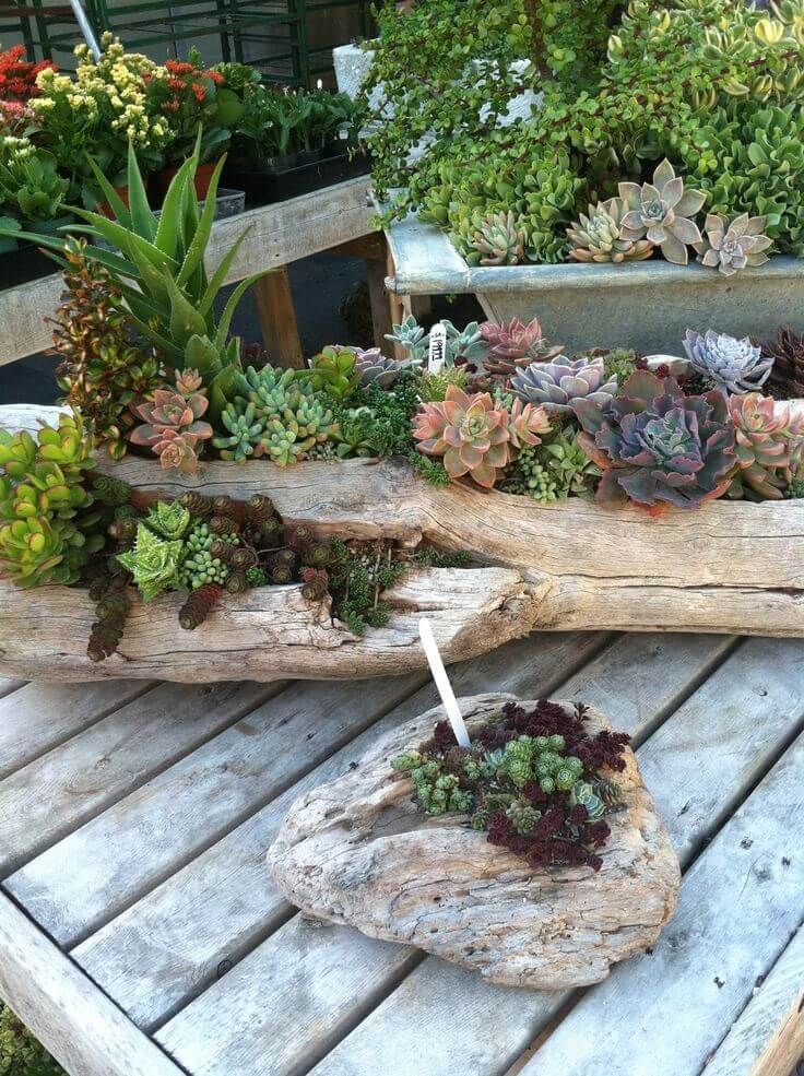 Succulent Garden Ideas: Wooden Wonderland