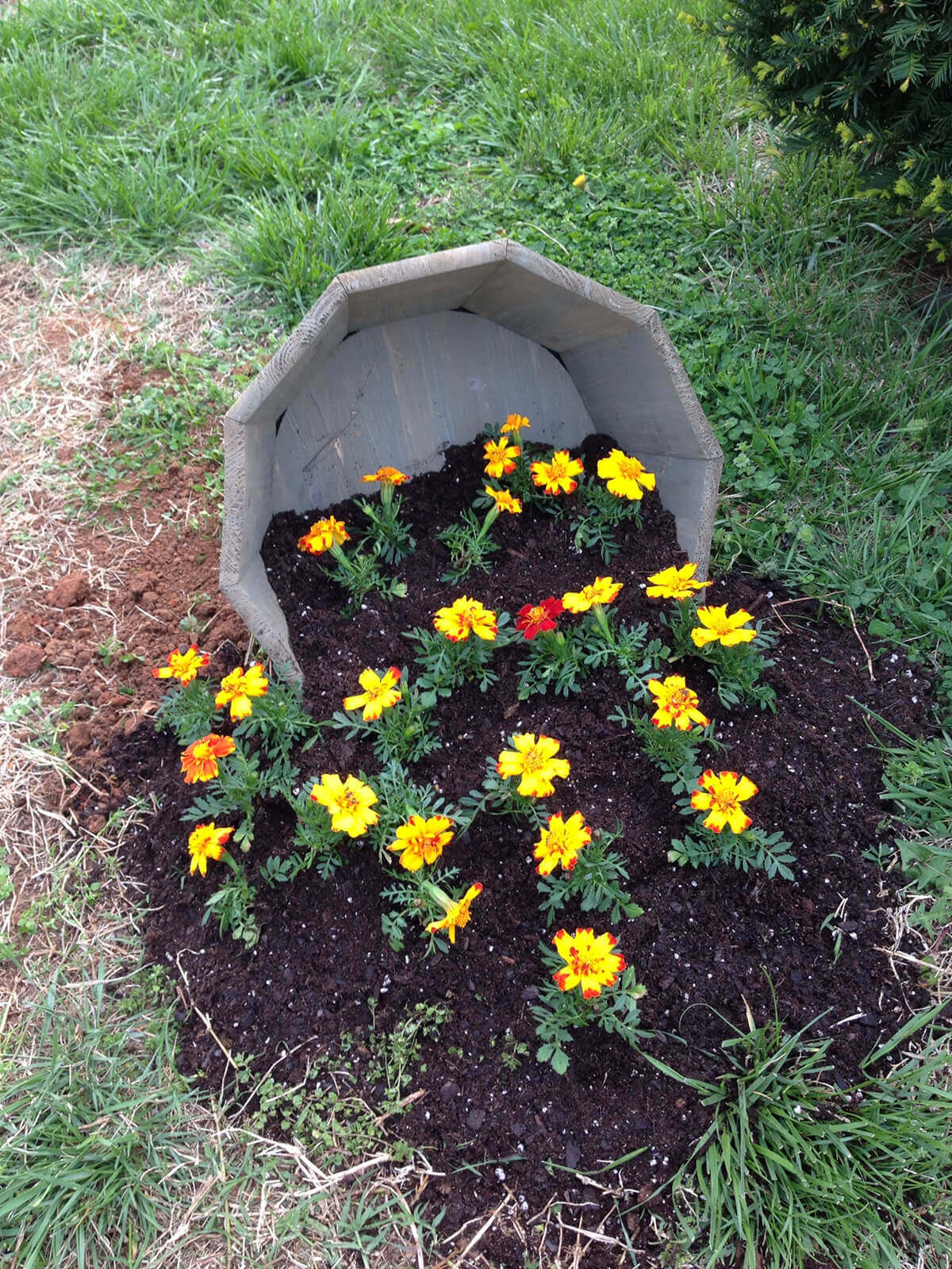 Marigolds Popping out of their Planter
