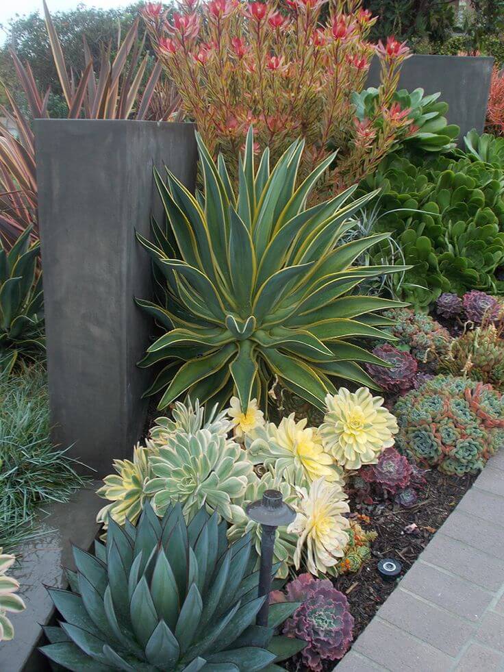 Succulent Garden Ideas:  California Dreaming