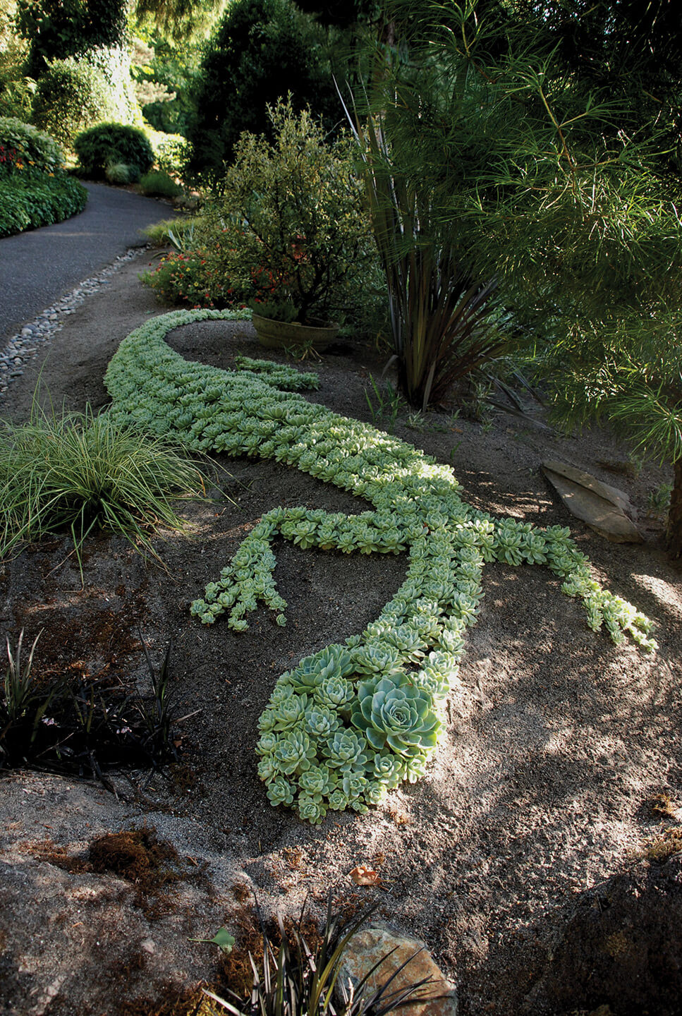 Succulent Garden Ideas: Path Of The Chameleon