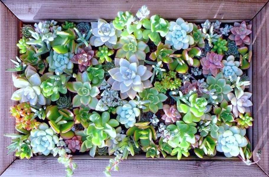 Succulent Garden Ideas: Up Against The Wall