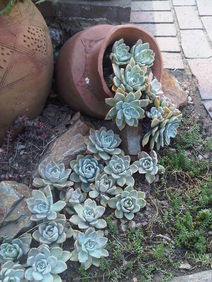 Spilled Flower Pot Ideas