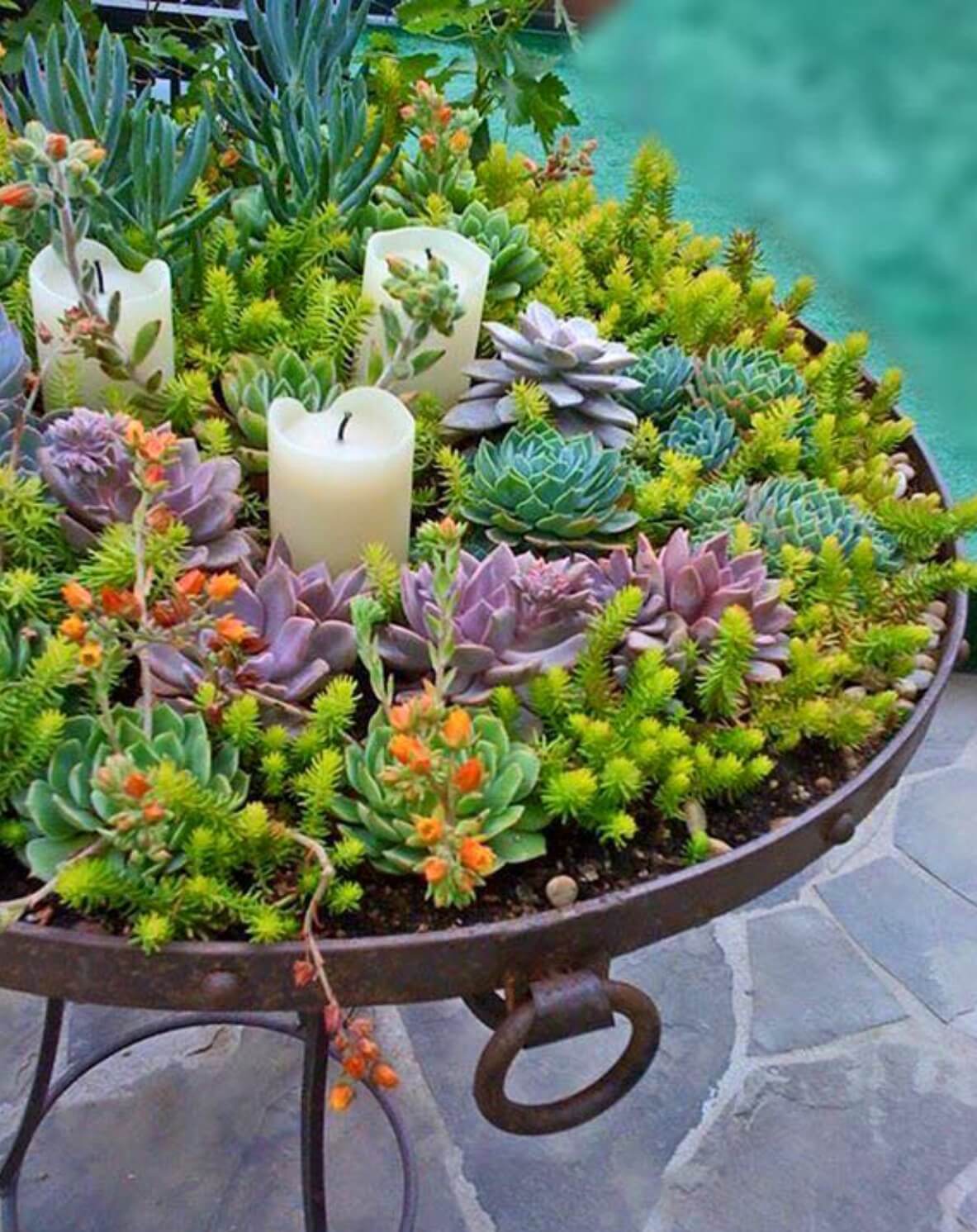 Succulent Garden Ideas: Garden of Life