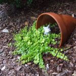 Spilled Flower Pot Ideas