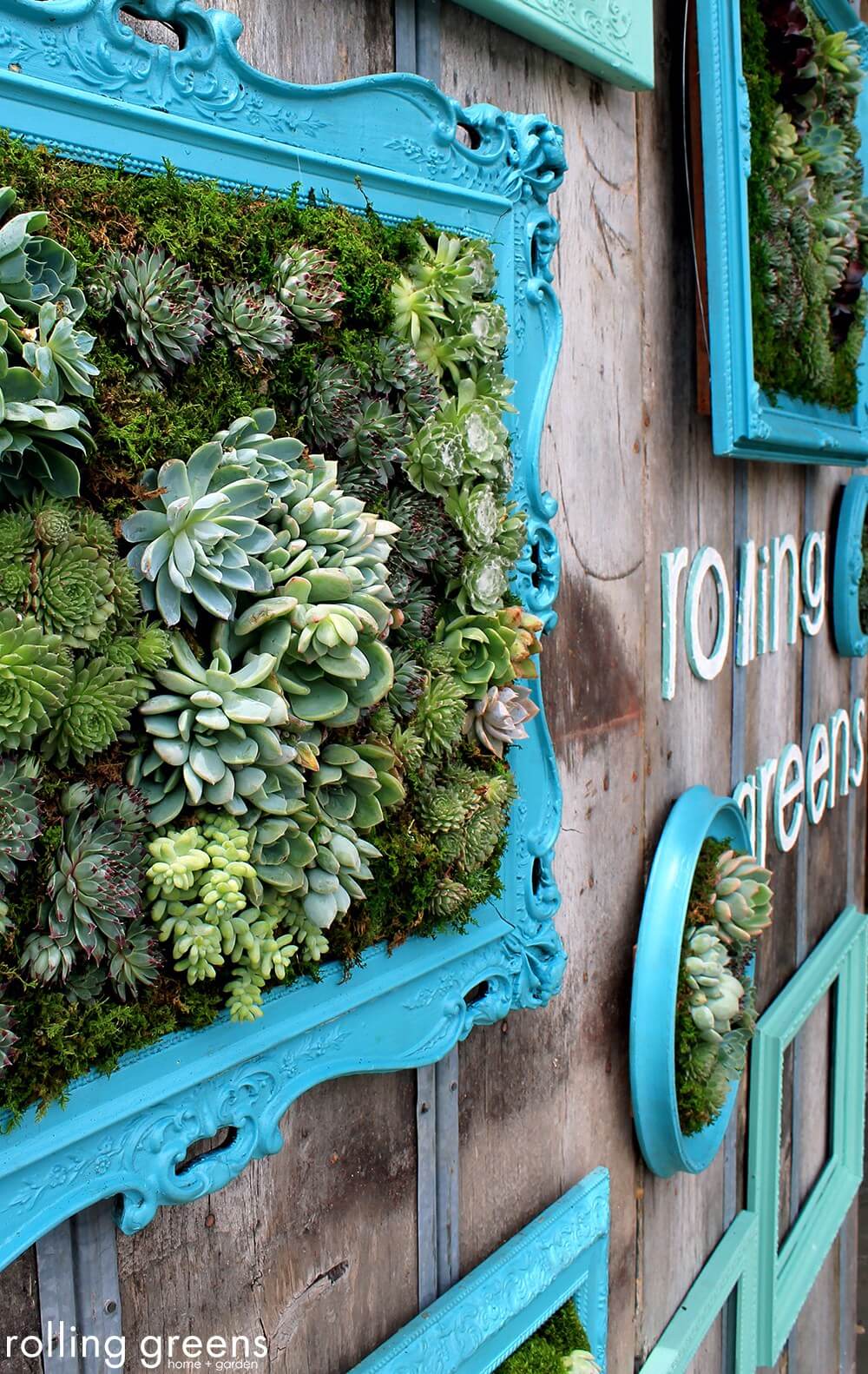 Succulent Garden Ideas: Framed Heirlooms