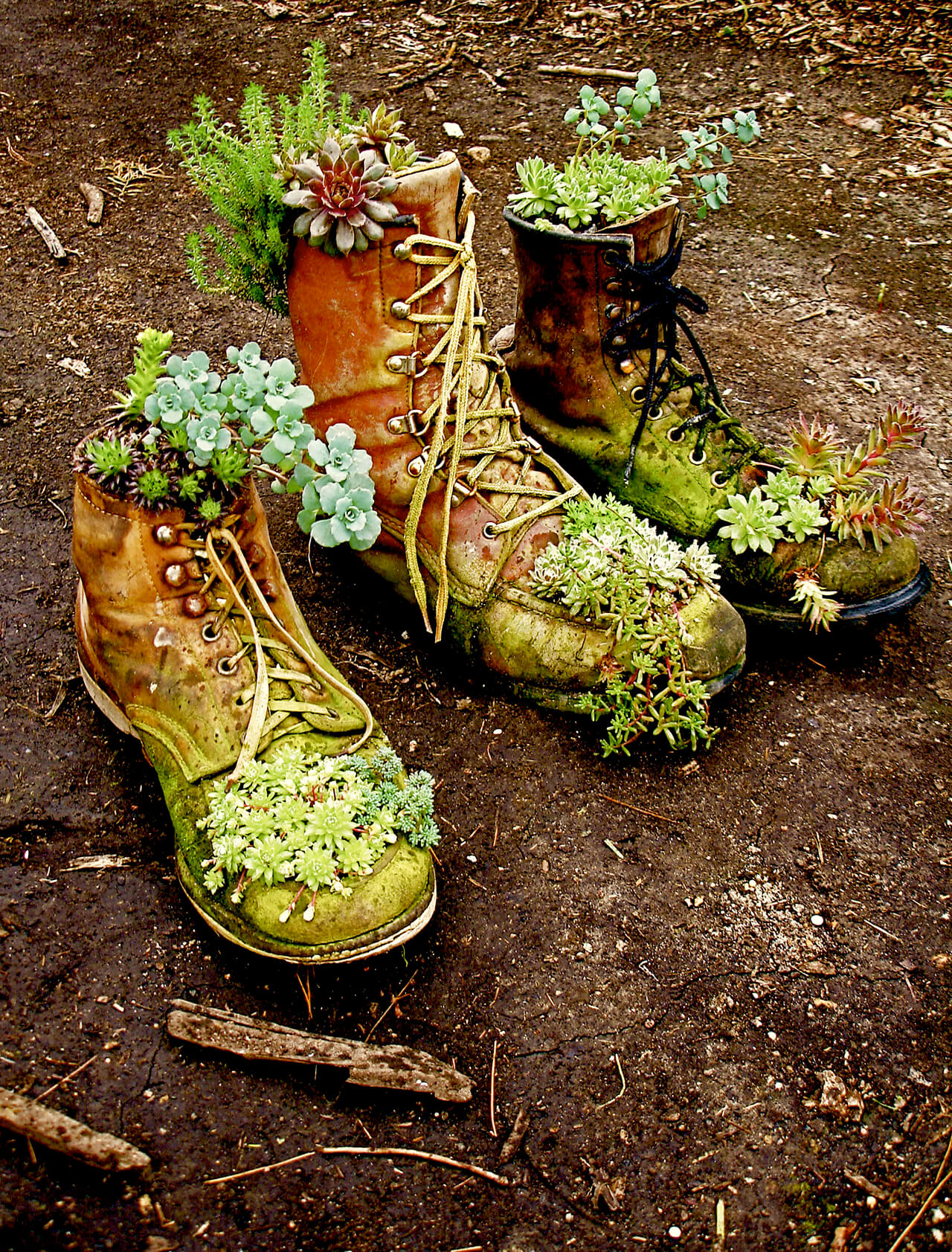 Succulent Garden Ideas: Boots On The Ground