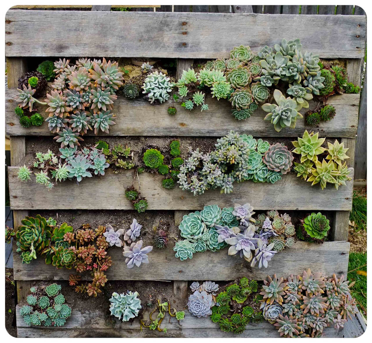Succulent Garden Ideas: Rack Against A Wall