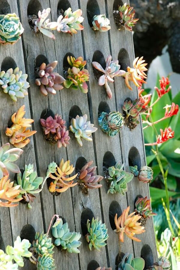 Succulent Garden Ideas: Your Hole-In-The-Wall