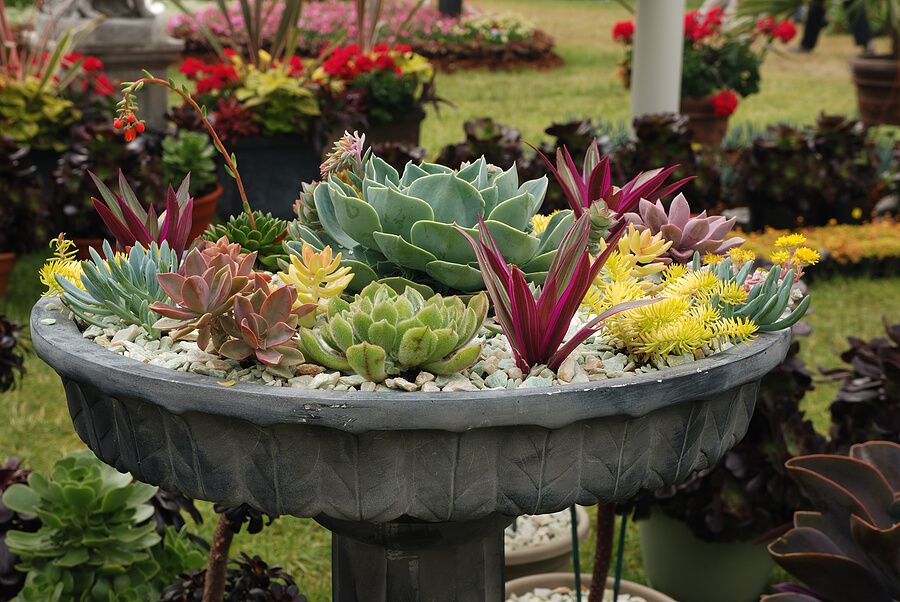 Succulent Garden Ideas: My Uncontained Rainbow Container