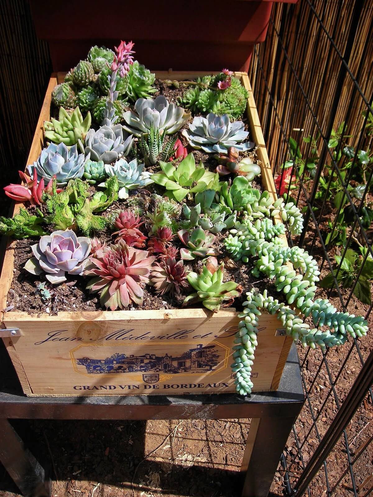 Succulent Garden Ideas: Out-Of-The Box Garden