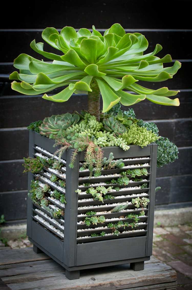 Succulent Garden Ideas: Pot with decorative gravel and succulents