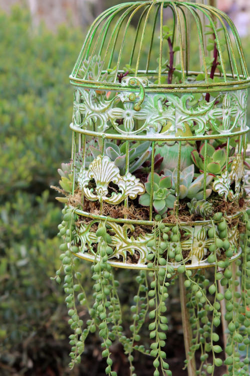 Succulent Garden Ideas: Birdcage Succulent Planter