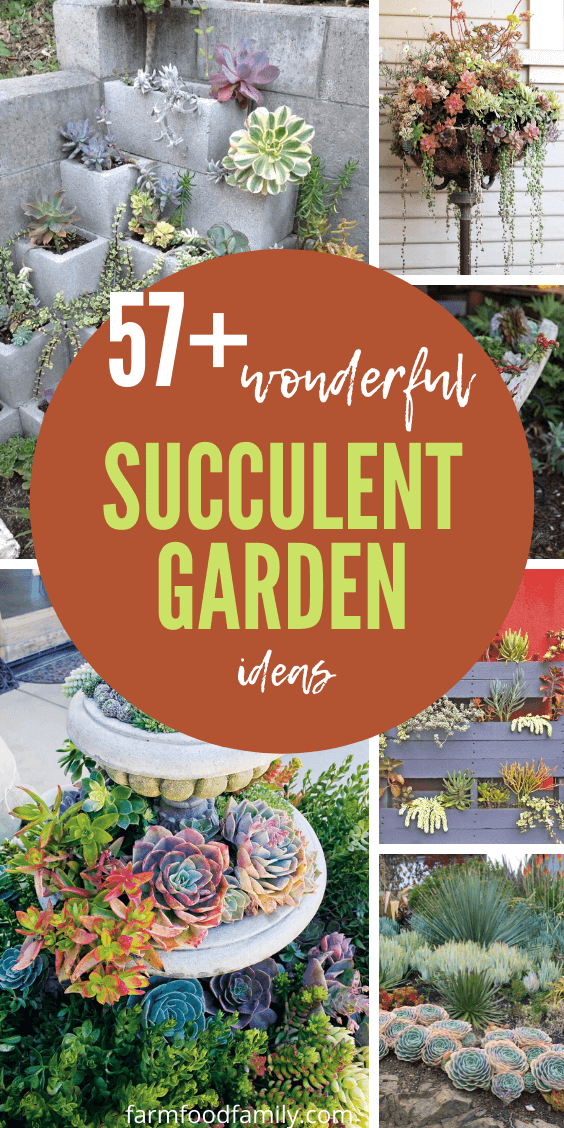 best succulent garden ideas 4