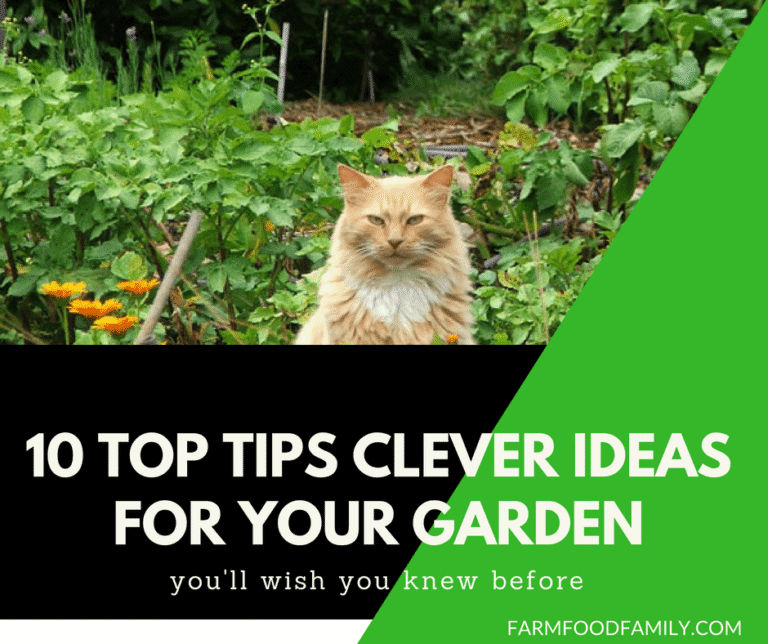 10 Top Tips Clever Ideas For Your Garden-cover
