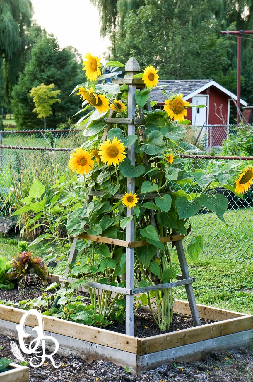 DIY Flower Towers Ideas: Delightfully Pretty Wooden Sunflower Pyramid