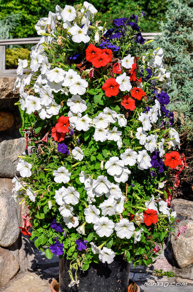 DIY Flower Towers Ideas: Vine-Free Wall of Flowers