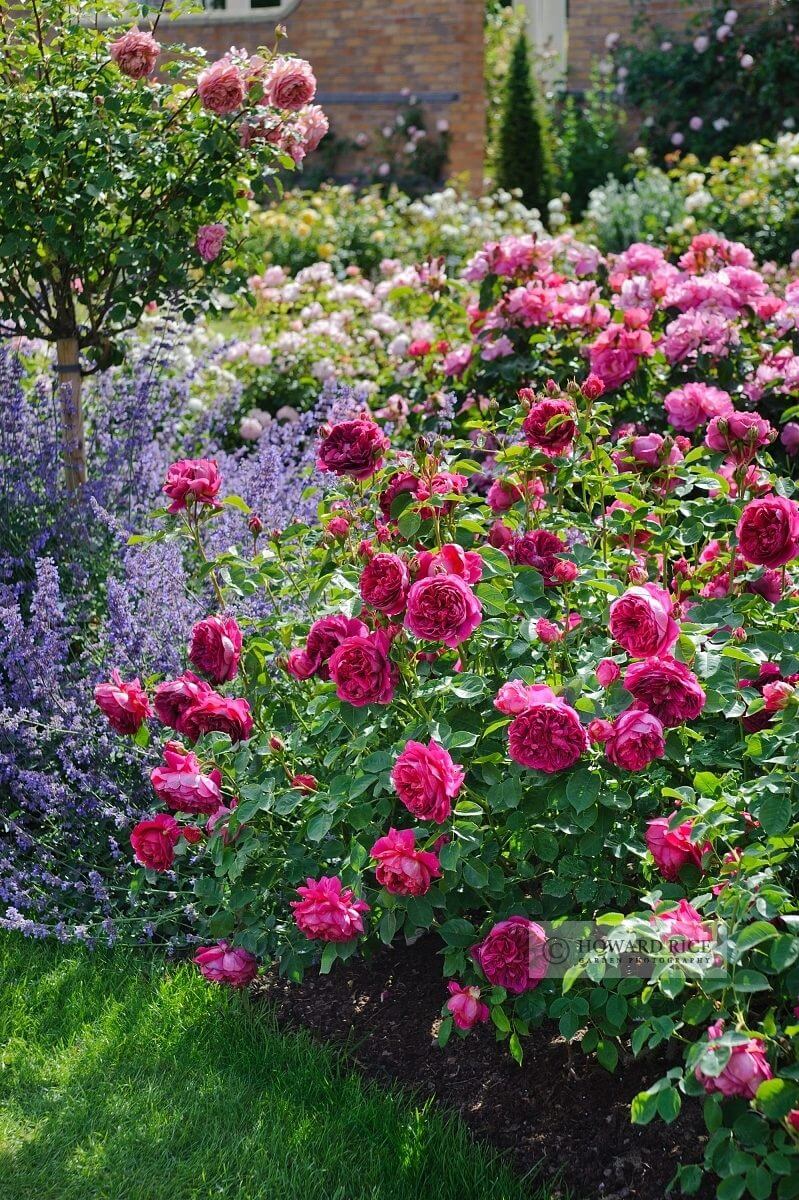 Flower Bed Ideas: Romantic Rose and Lavender Garden
