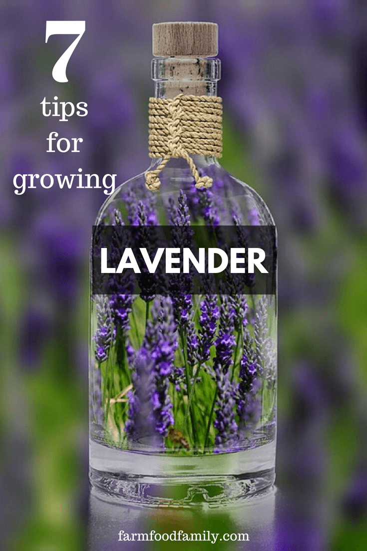 Lavender is well-known all around the globe for its beauty, fragrance, and medicinal properties. If you are looking for a plant to add to your summer garden, there is nothing better than lavenders.