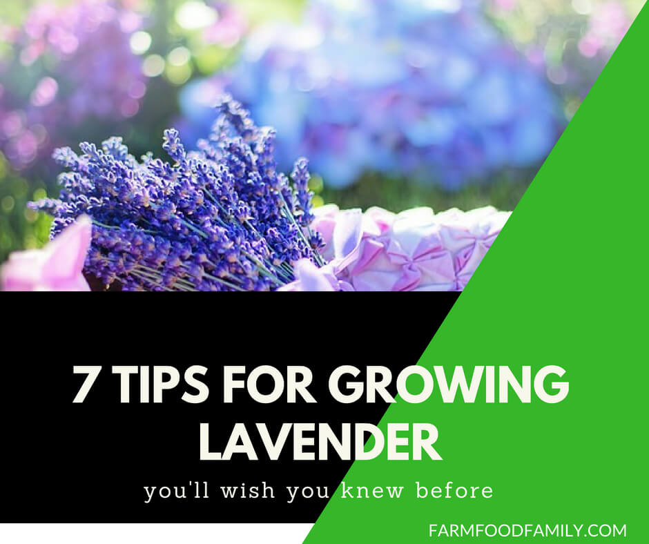 How to grow lavender (7 tips)
