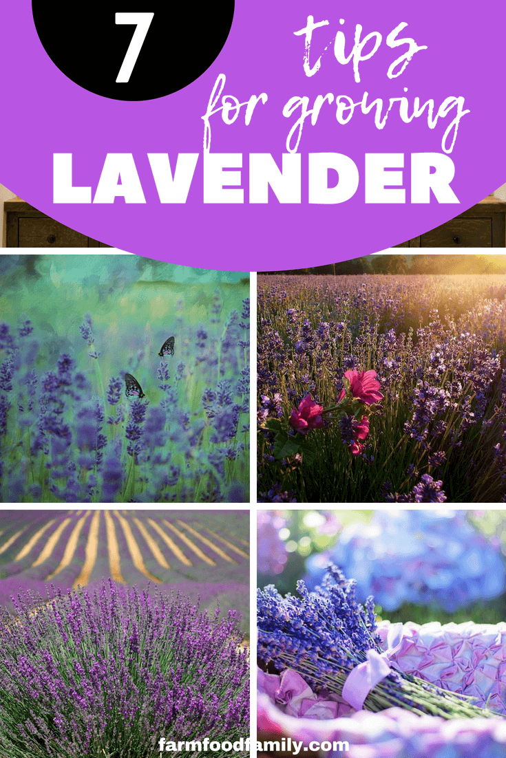 Check out 7 tips for growing lavender #lavender #gardeningtips #farmfoodfamily