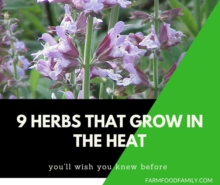 9 Herbs That Grow In The Heat