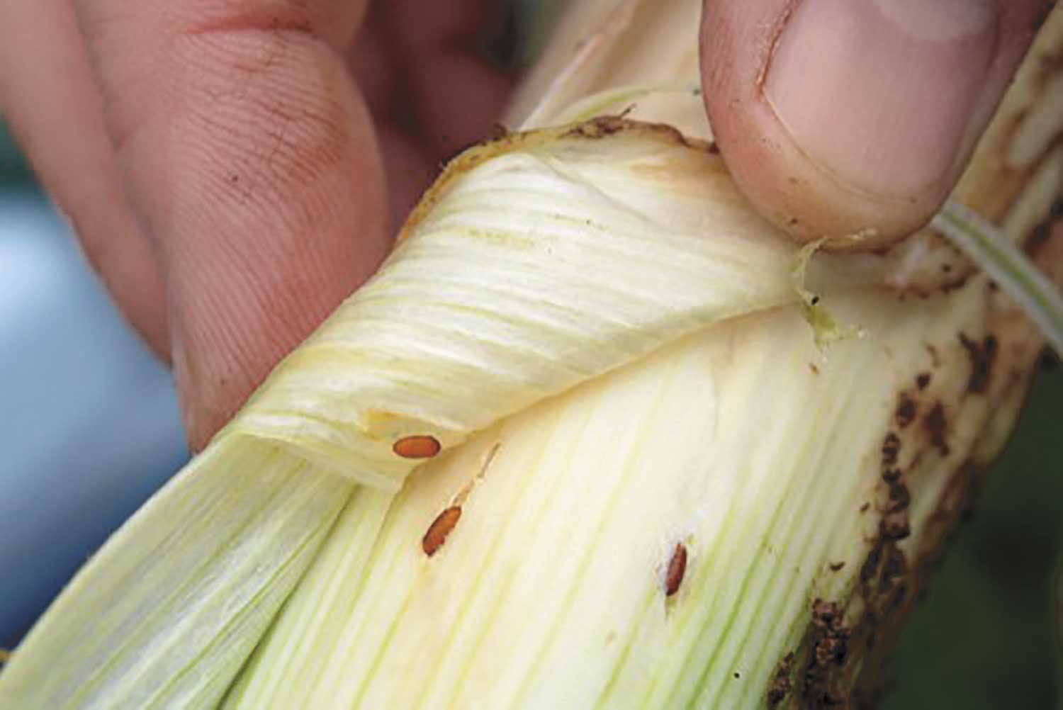 10 Worst Garden Pests: Allium Leaf Miner