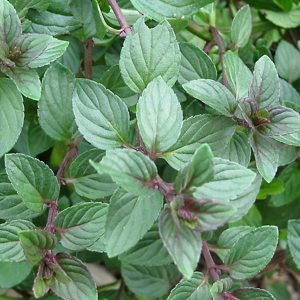 Growing Mint Plant: Chocolate Mint